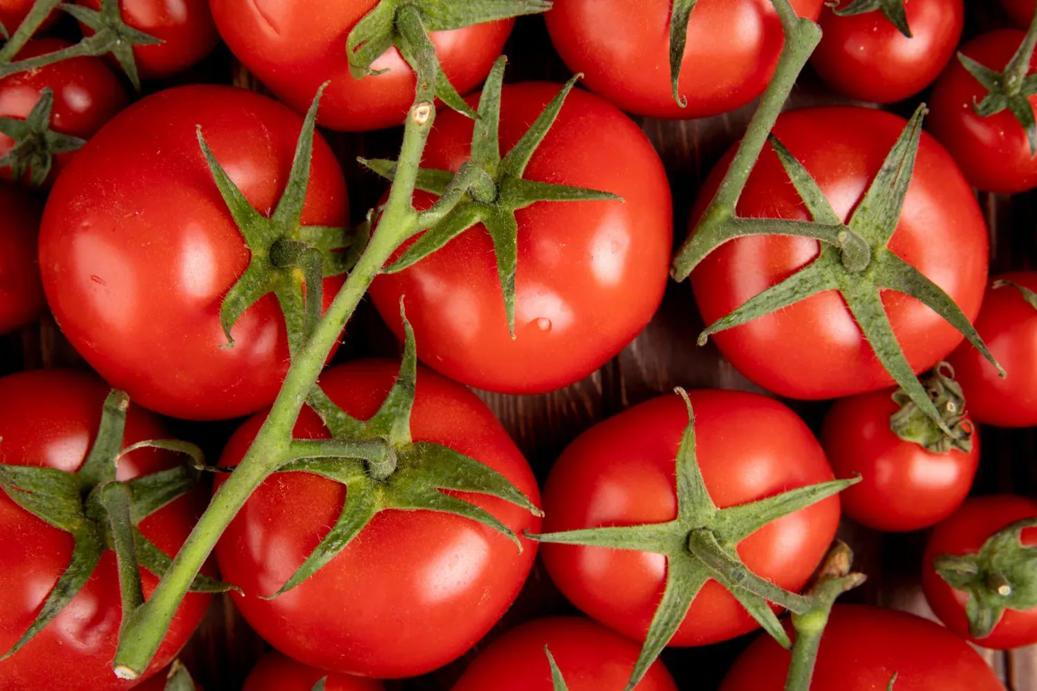 Tako preverite, ali je paradižnik poln pesticidov – večina ljudi tega sploh ne opazi!