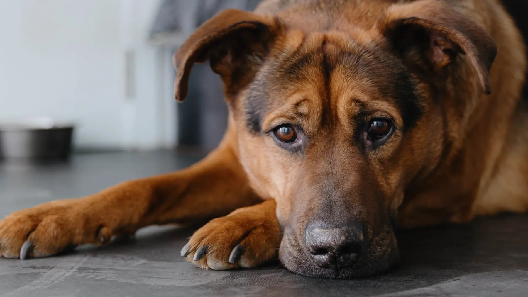 Tihi znaki razkrivajo, da vaš pes trpi zaradi bolečin – veterinarji opozarjajo, da jih lastniki pogosto spregledajo