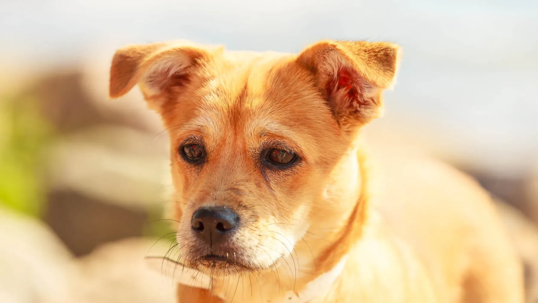 Tihi znaki razkrivajo, da vaš pes trpi zaradi bolečin – veterinarji opozarjajo, da jih lastniki pogosto spregledajo