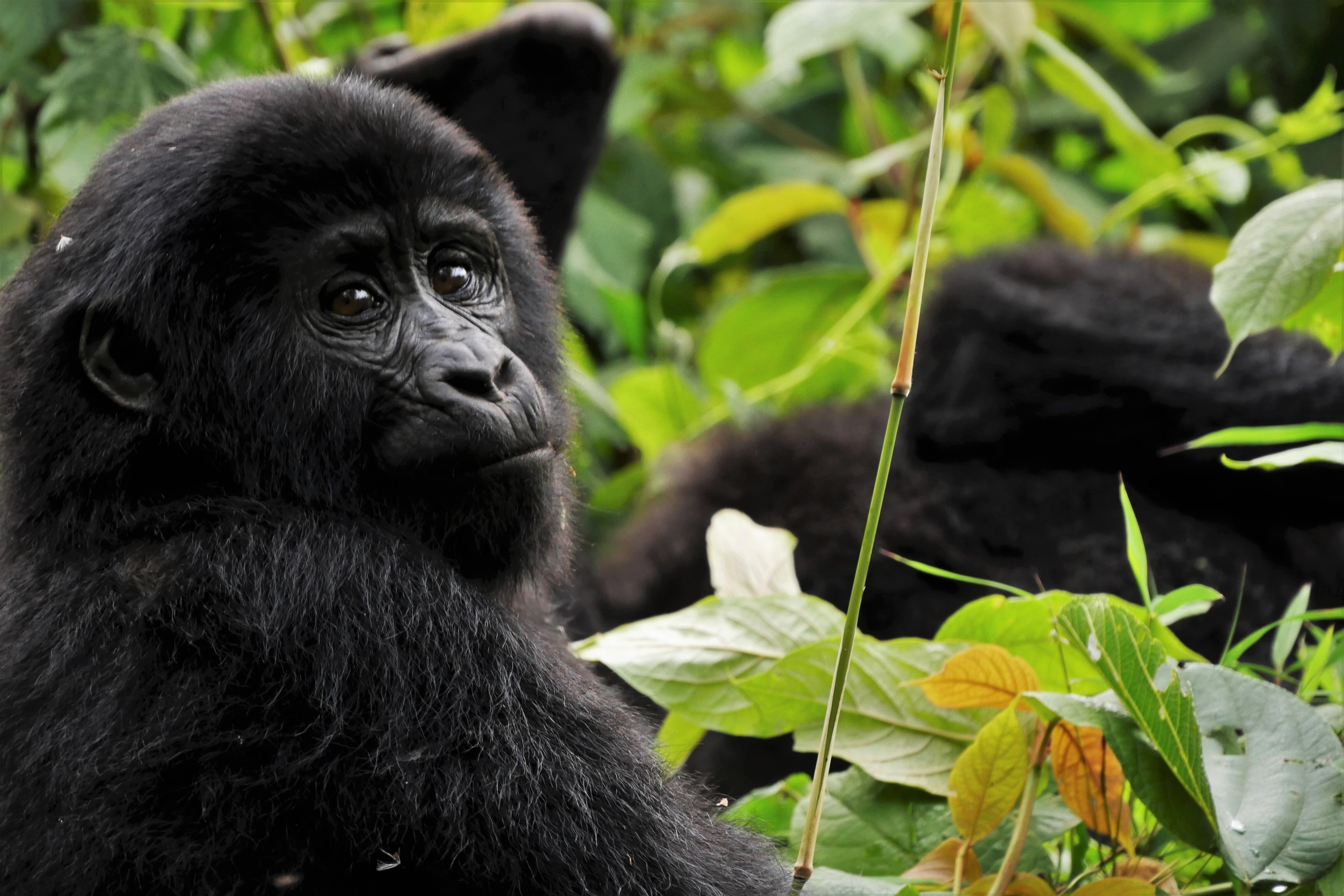 Uganda: v družbi neverjetnih primatov in prvinske narave