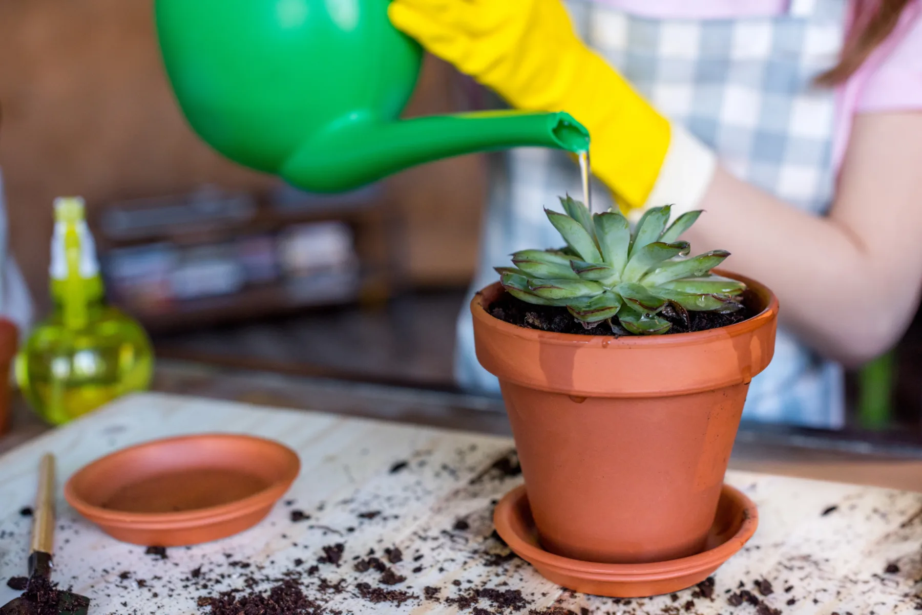 Urnik zalivanja sobnih rastlin: načrt, s katerim ne boste več v dilemi, ali jih zalivate premalo ali preveč