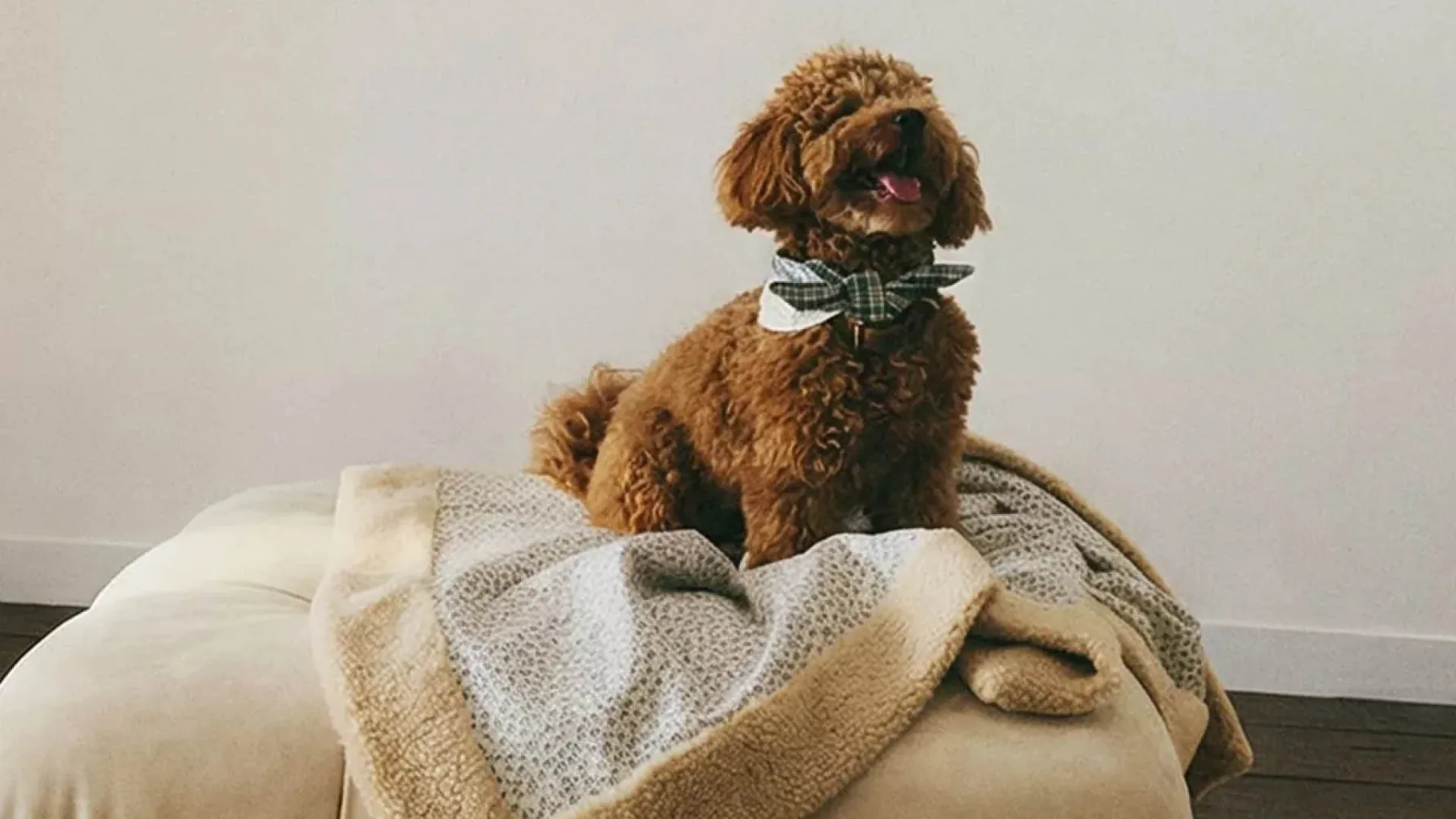 Zara Home predstavlja kolekcijo za hišne ljubljenčke, ki je tako šik, da jo boste želeli takoj