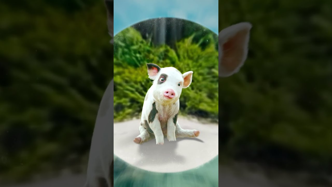 Sproščen dan na plaži z animiranima likoma Hei Hei in Pua