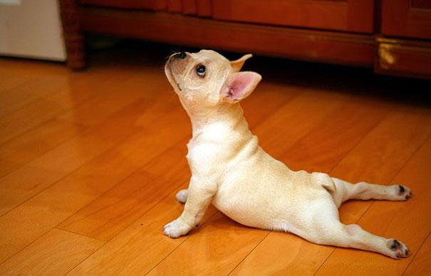 These 25 Animals Will Teach You How To Do Yoga