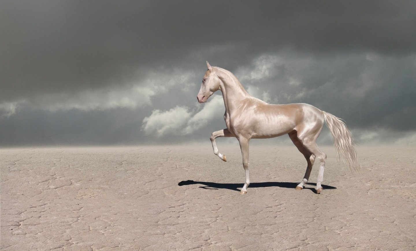 akhal teke gray