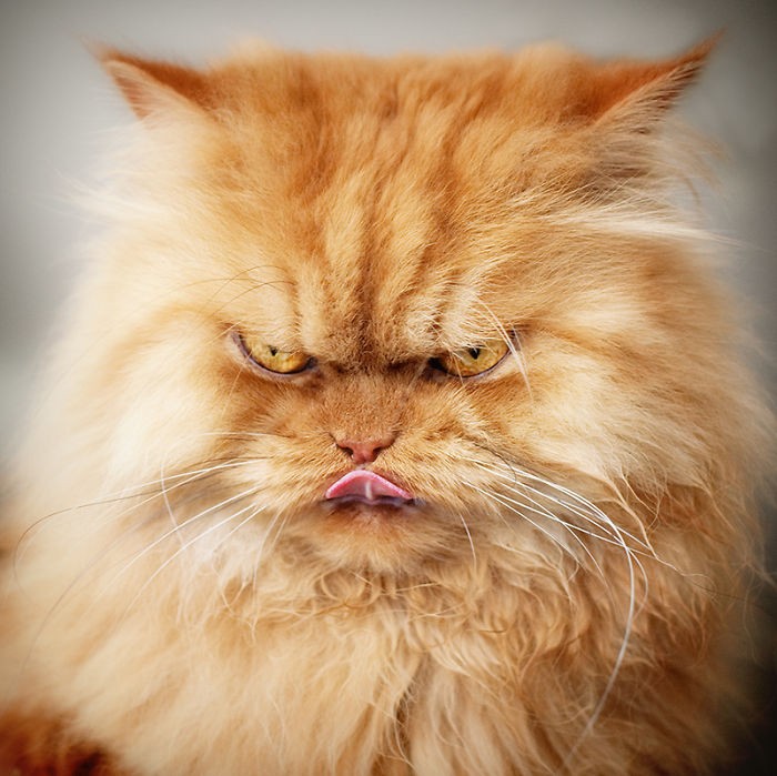 Look out, Grumpy Cat: Garfi 'angry cat' photos go viral