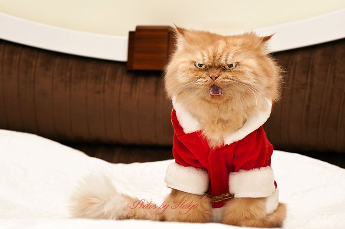 Garfi-Fluffy Persian Cat Looking Angry