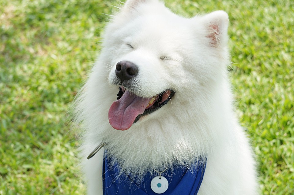Dott the smart dog pendant with which your dog will never really get lost again City Magazine