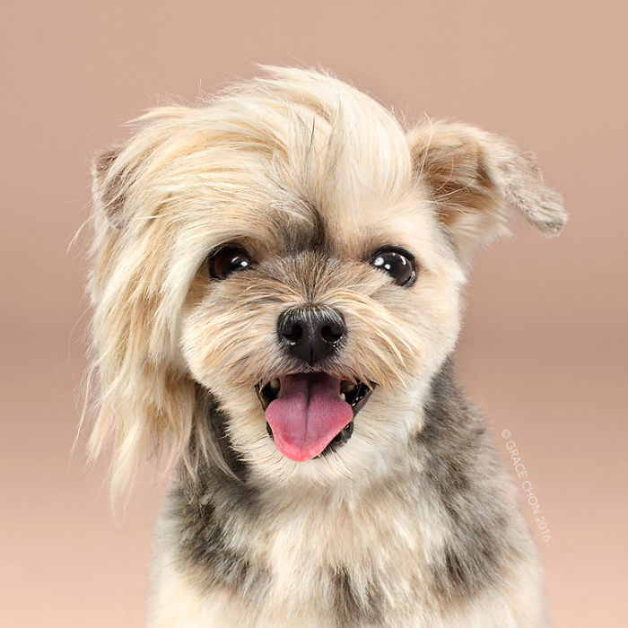 Haircuts for fluffy dogs best sale