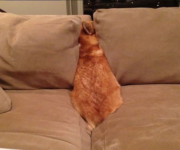 Funny dogs that can't hide and seek