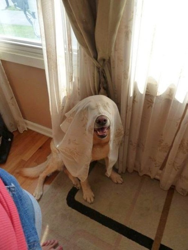 Funny dogs that can't hide and seek