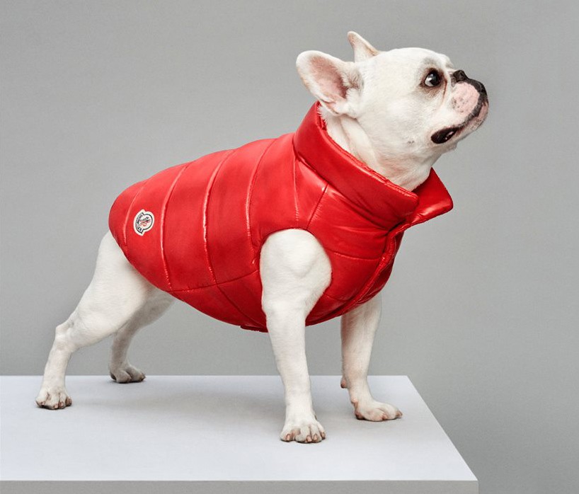 Moncler Poldo Dog Couture A Luxury Collection for Doggies City Magazine