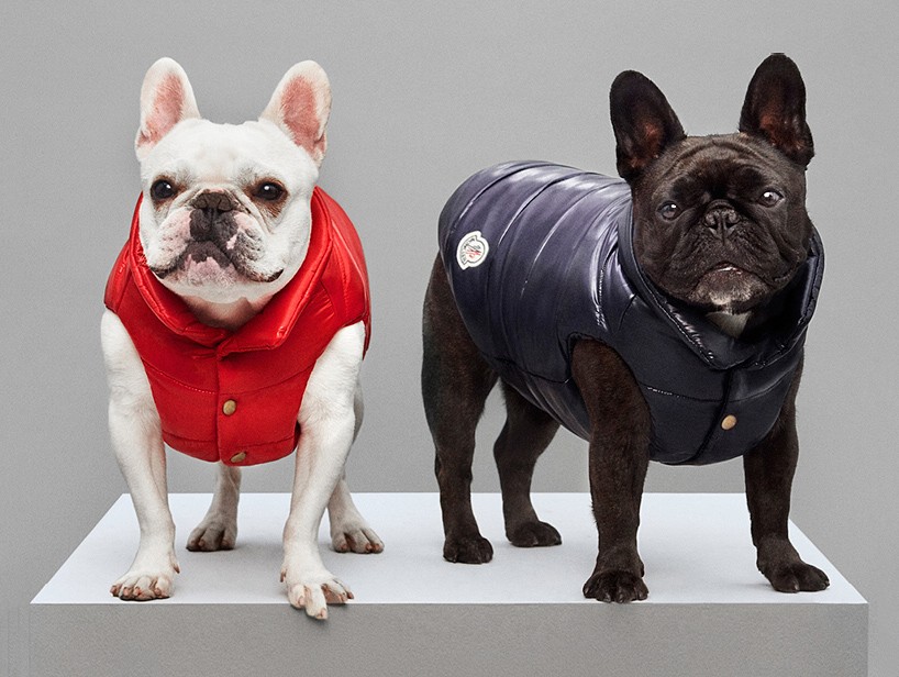 moncler x poldo dog