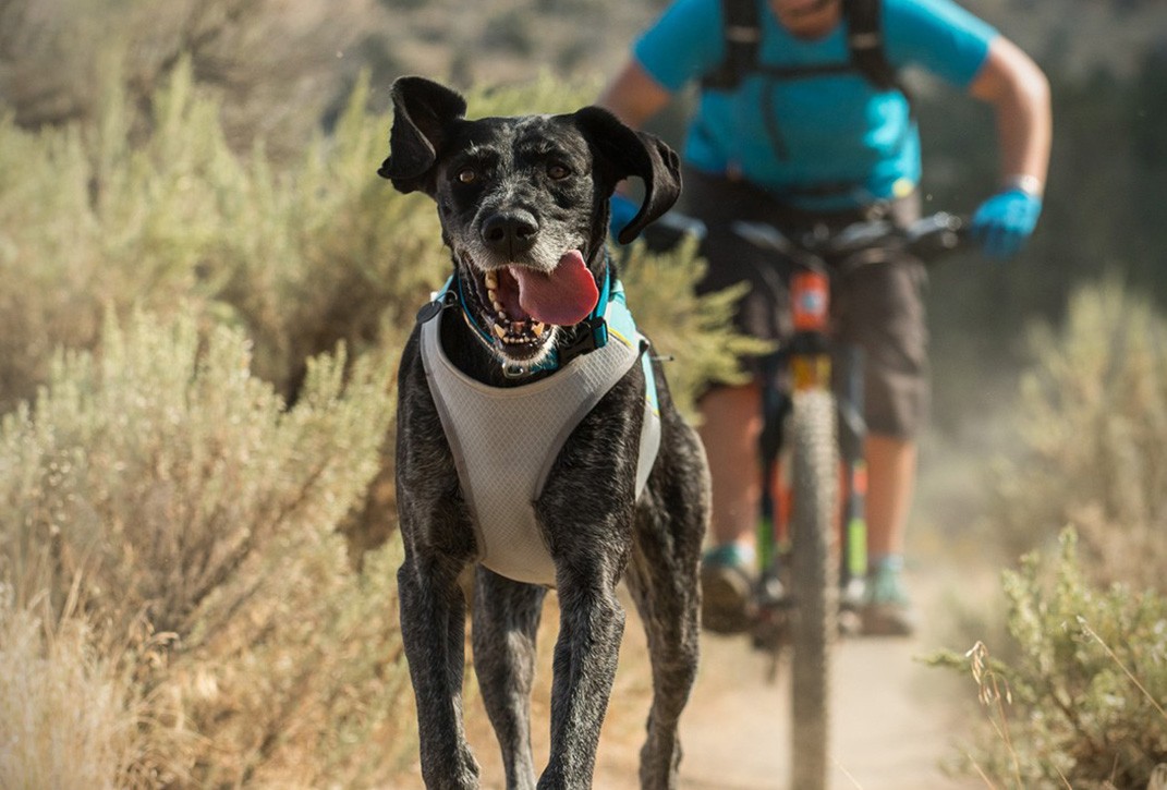 Ruffwear Jet Stream cooling coat for dogs for hot summer days