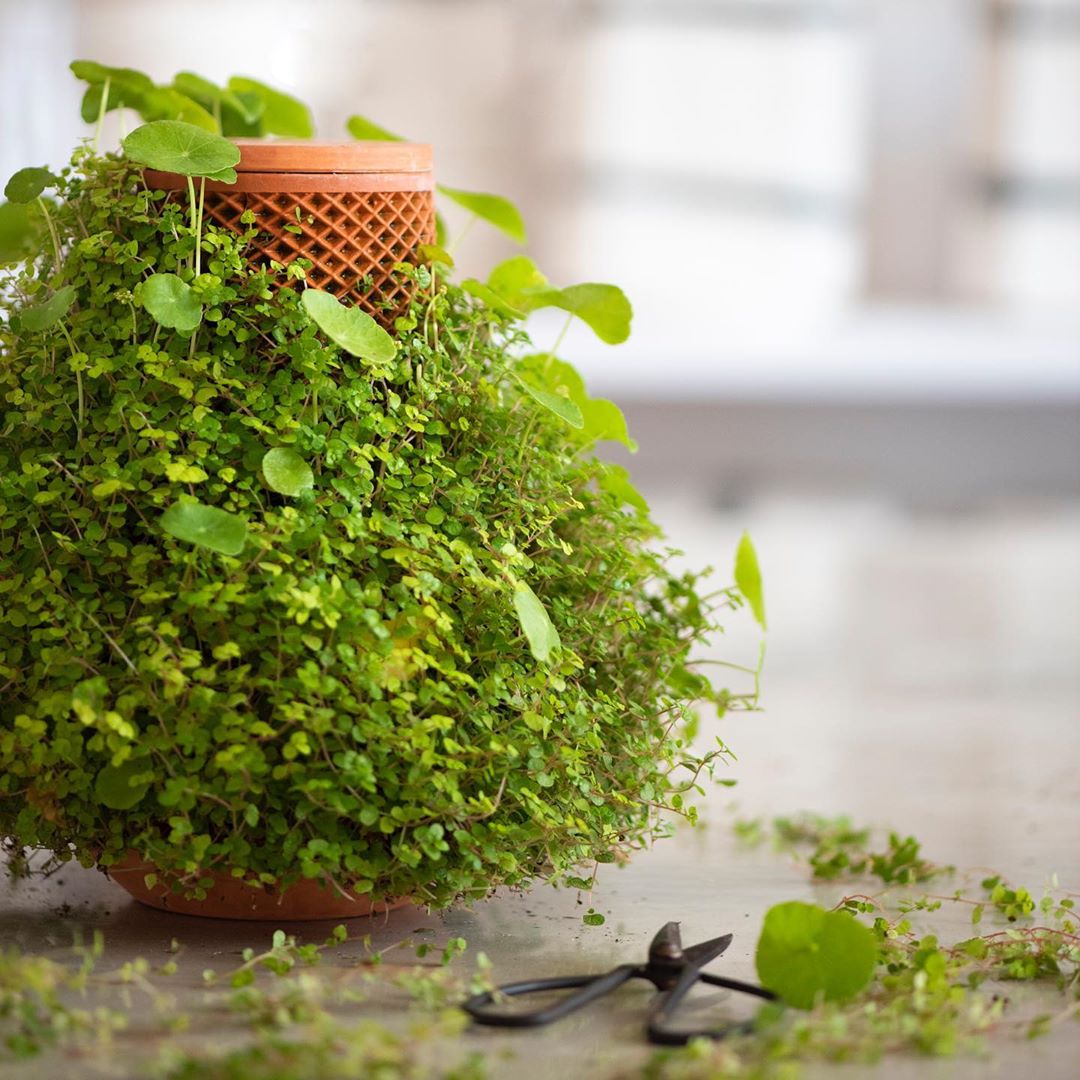 Terraplanter's Inside-Out Pot Changes the Way We Grow Plants