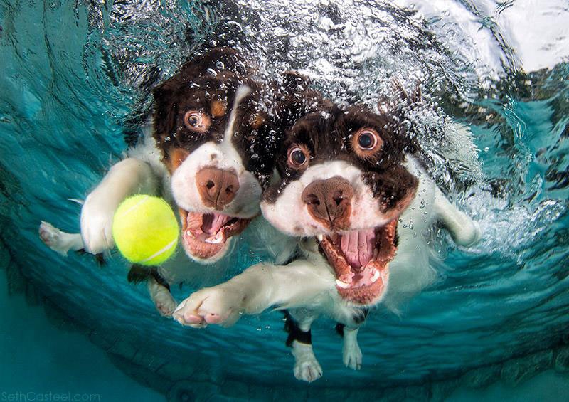 Dogs fetching balls underwater best sale