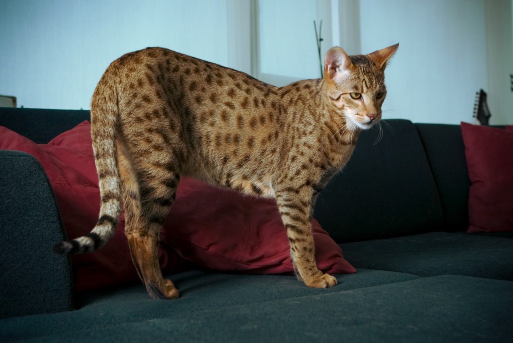 Estas son las razas de gatos más caros del mundo