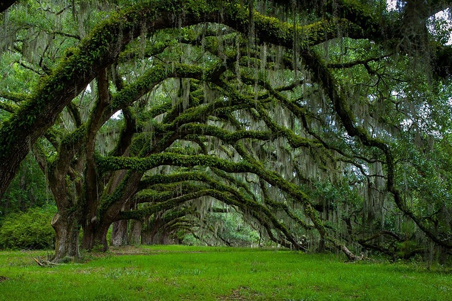 Ce sont les plus beaux arbres du monde Magazine de la ville