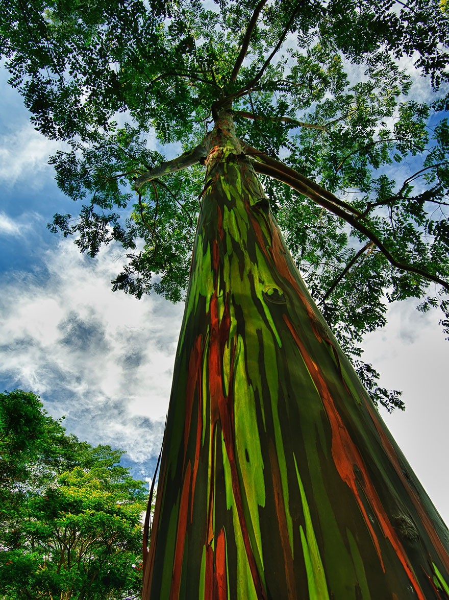 Ce sont les plus beaux arbres du monde Magazine de la ville