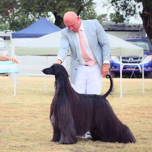 Th Ce L vrier Afghan est il le plus beau chien du monde