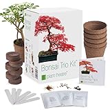 Plant Theatre Bonsai Baum Kit - 3 Baum-Starterset mit...
