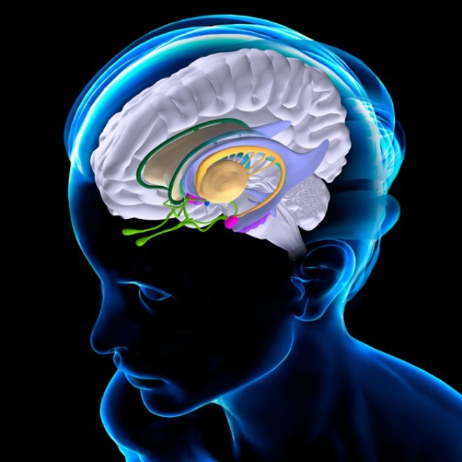 Zahtevati od možganov, da preusmerijo pozornost iz ene aktivnosti na drugo, pomeni, da prefrontalna skorja in striatum kurita glukozo oksidazo, isto gorivo, kot ga možgani potrebujejo, da ostanejo skoncentrirani na nalogi, ki jo opravljajo.