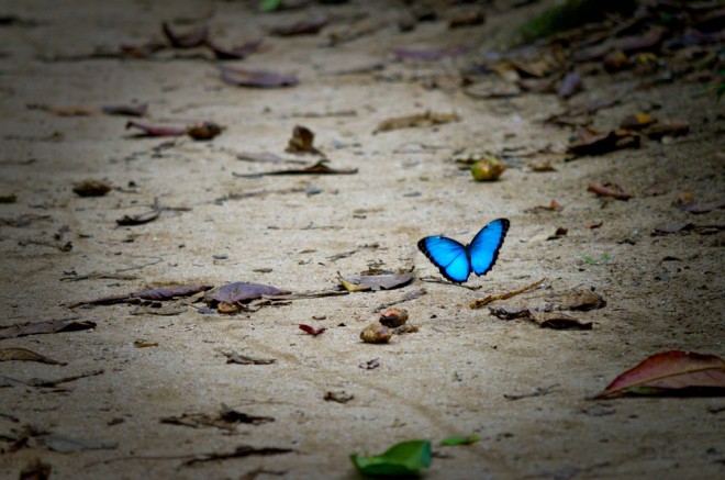 The shine on the wings of butterflies is not only beautiful, but also plays a role in the development of 'green energy sources'.