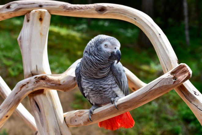 The gray harrier is not only a beautiful animal, but also a smart one.