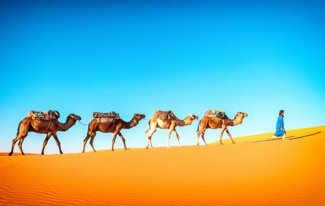 Camels can completely block their noses.