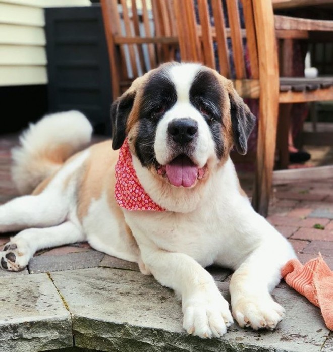 バーナルディン (写真: IG @st_bernards)
