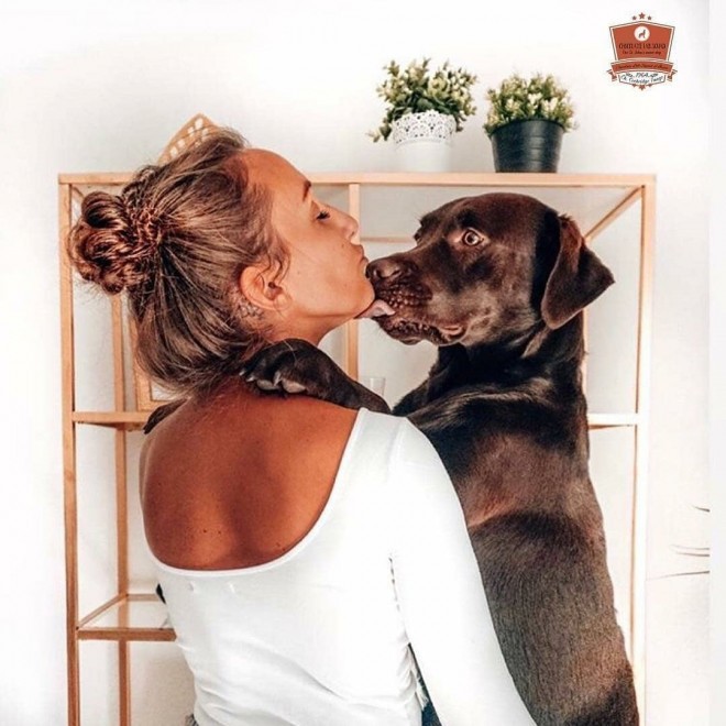 ラブラドール (写真: IG @labrador.retriever.love_)