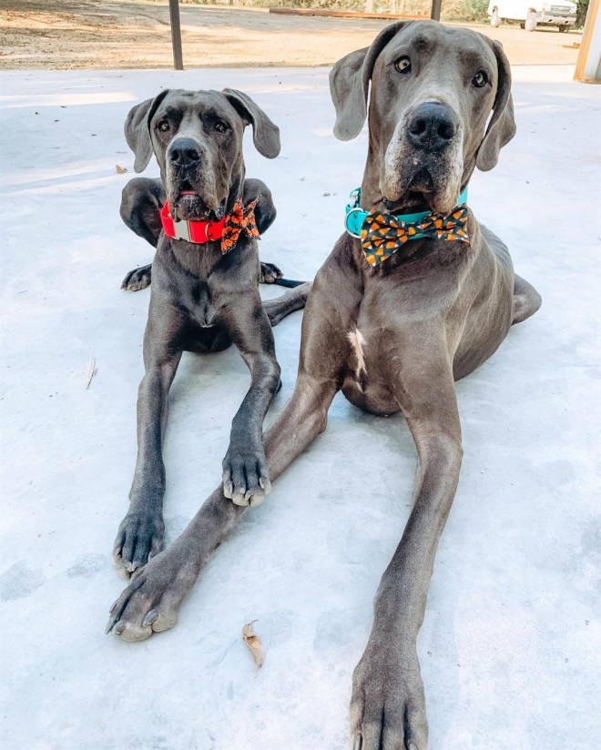 グレートデーン (写真: IG @greatdane_lovers)