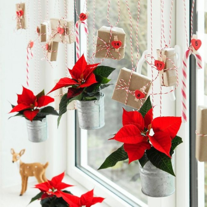 Če se boste držali teh 9 pravil, bo vaša božična zvezda čudovito cvetela. (Foto: IG @thechristmasstar)