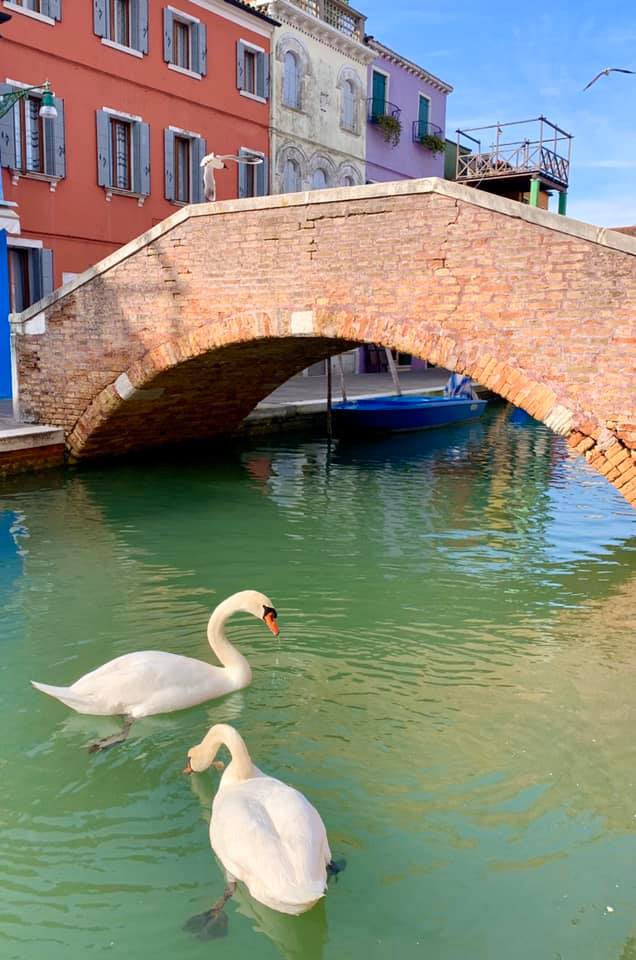 Labodi na Buranu (Foto: Facebook Marco Contessa)