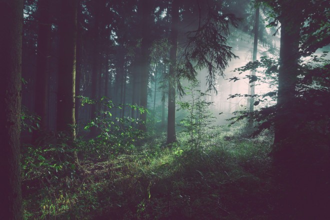 Untersuchungen zeigen, dass die im Wald verbrachte Zeit die Anzahl der natürlichen „Killerzellen“ erhöht. 