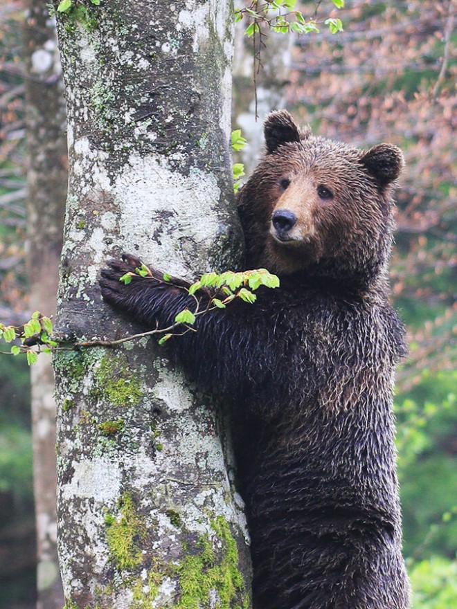 Observando e conhecendo o urso em seu ambiente de vida (Foto: kocevsko.com)