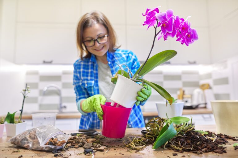 Kdaj je pravi čas za presaditev orhideje?