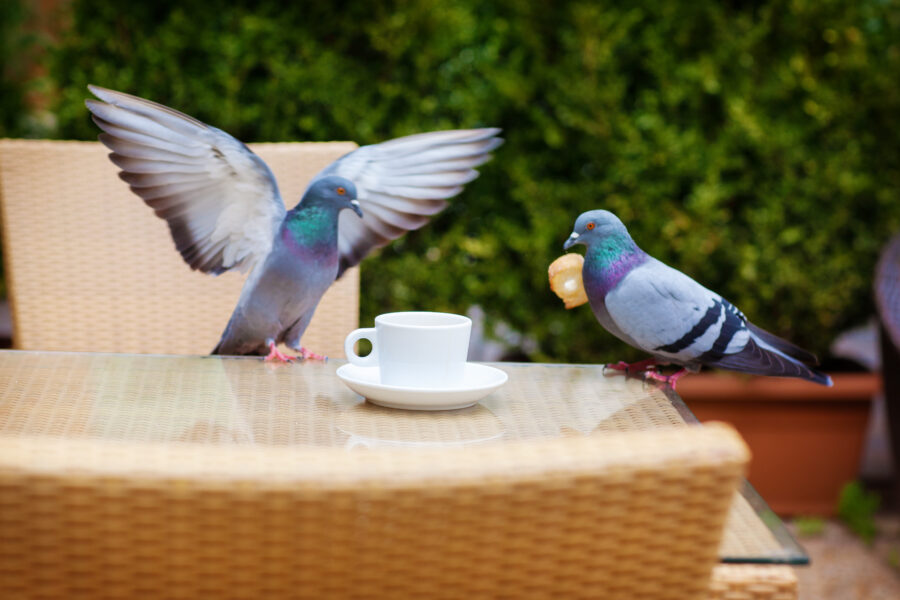 How to effectively drive away pigeons and other birds from the