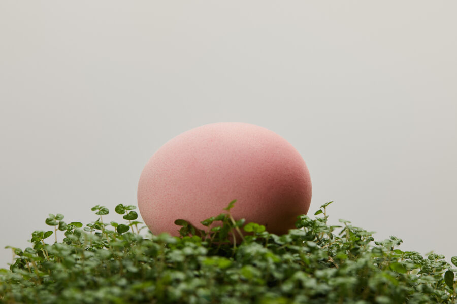 Die WunderEierschale Geheimnisse für Ihren Garten und Ihr